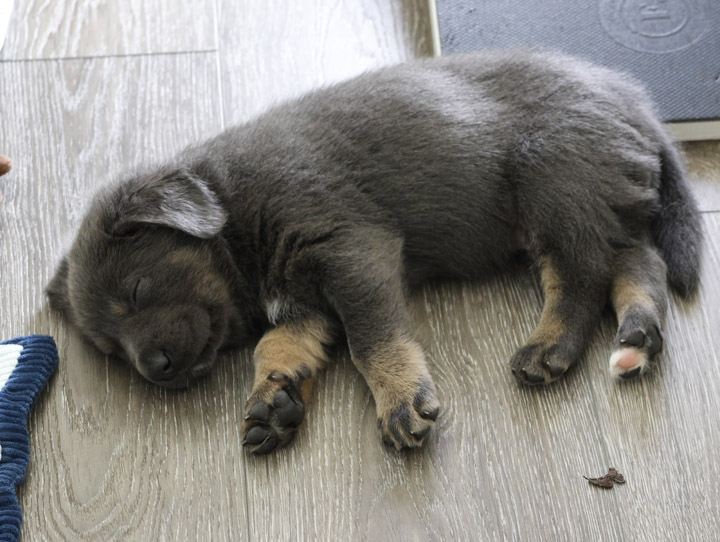 chinook dog